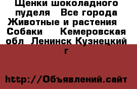 Щенки шоколадного пуделя - Все города Животные и растения » Собаки   . Кемеровская обл.,Ленинск-Кузнецкий г.